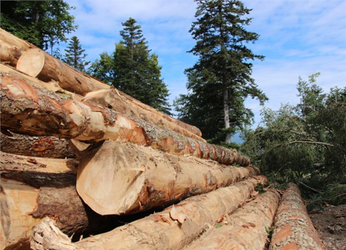 Coupe de bois énergie sur les parcelles à Termignon
